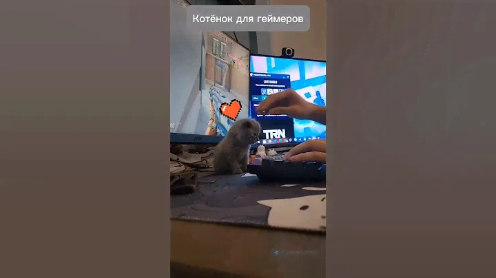Котёнок геймер | мемы #приколы #мемы #котики #юмор #питомец