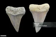 Ископаемые Акулы Зуб Сравнение Фото Мако Акула Стихи Большая Белая Акула Окаменелости Ли Крик — стоковые фотографии и другие картинки Зубы