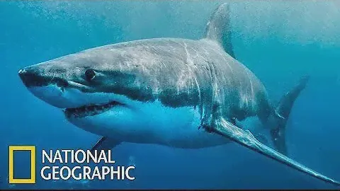 Акулоград ⁄ Документальный ⁄ National Geographic