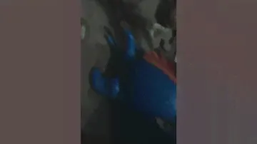Игра"больной зуб акулы"