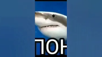 пон