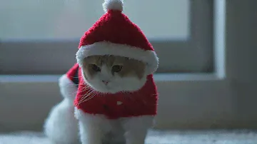 Топ 10 забавных костюмов для кошек